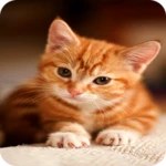 cat wallpaper hd android application logo